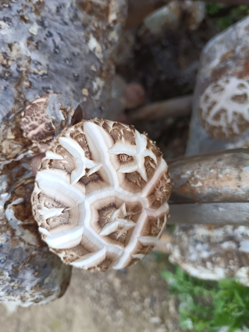 随州香菇（农户直供优质高档品质）
