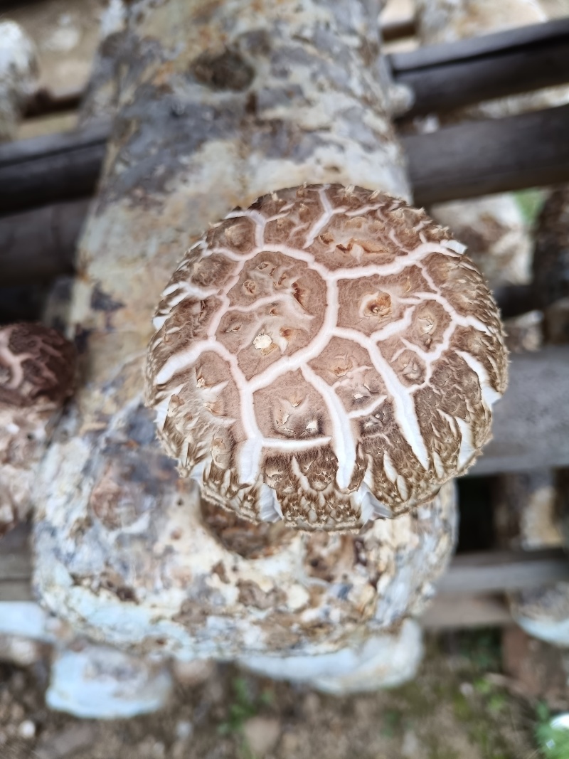 随州香菇（农户直供优质高档品质）