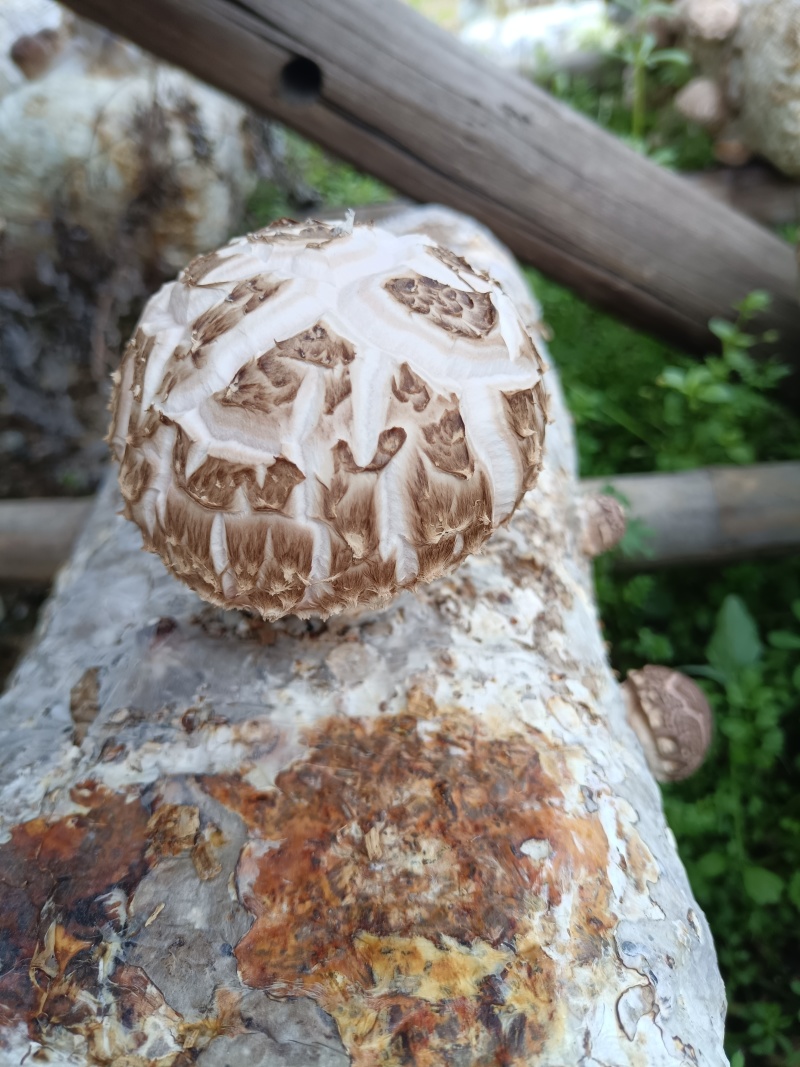 随州香菇（农户直供优质高档品质）