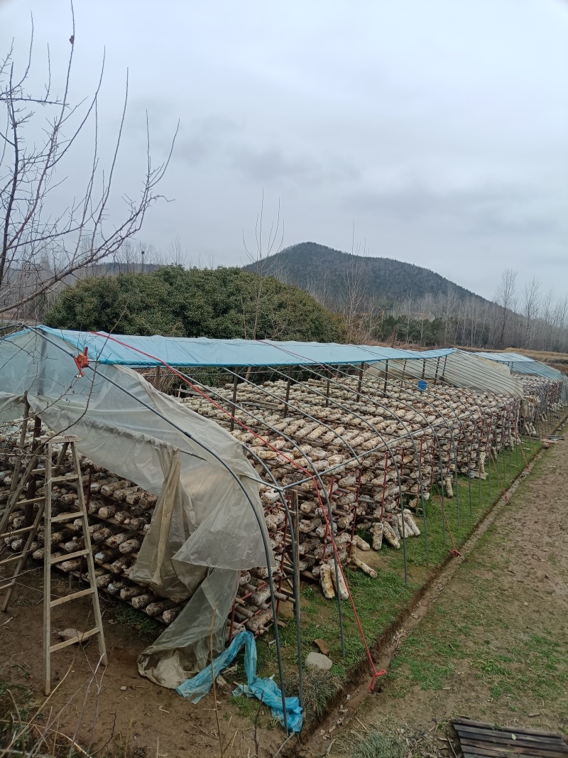 随州香菇（农户直供优质高档品质）