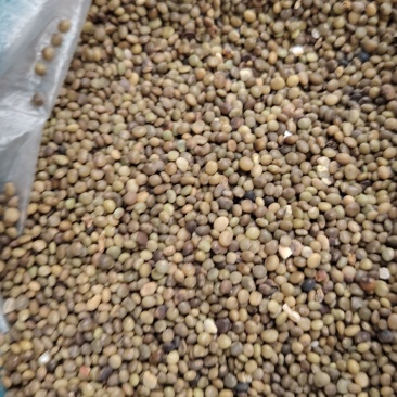 新疆红皮甘草籽
