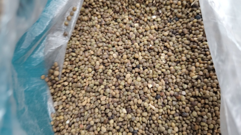 新疆红皮甘草籽