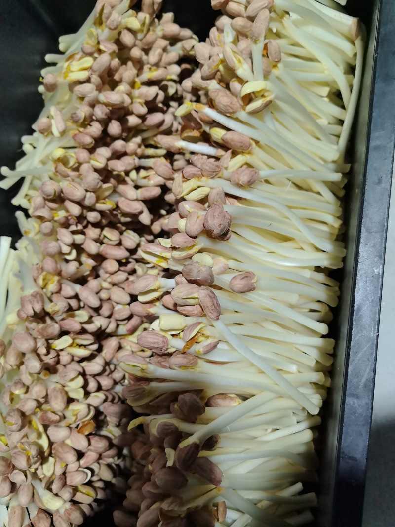 花生芽