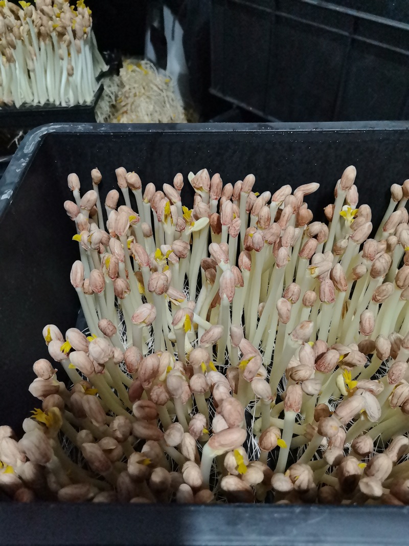花生芽