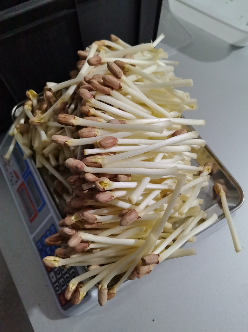 花生芽