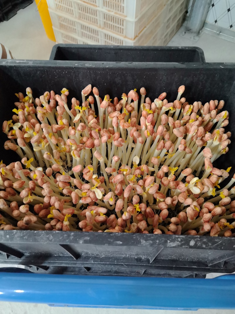 花生芽