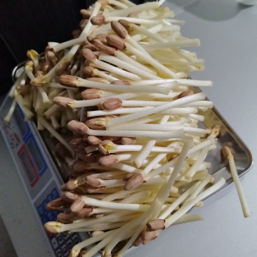 花生芽