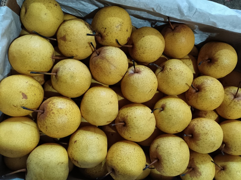 东北大白梨