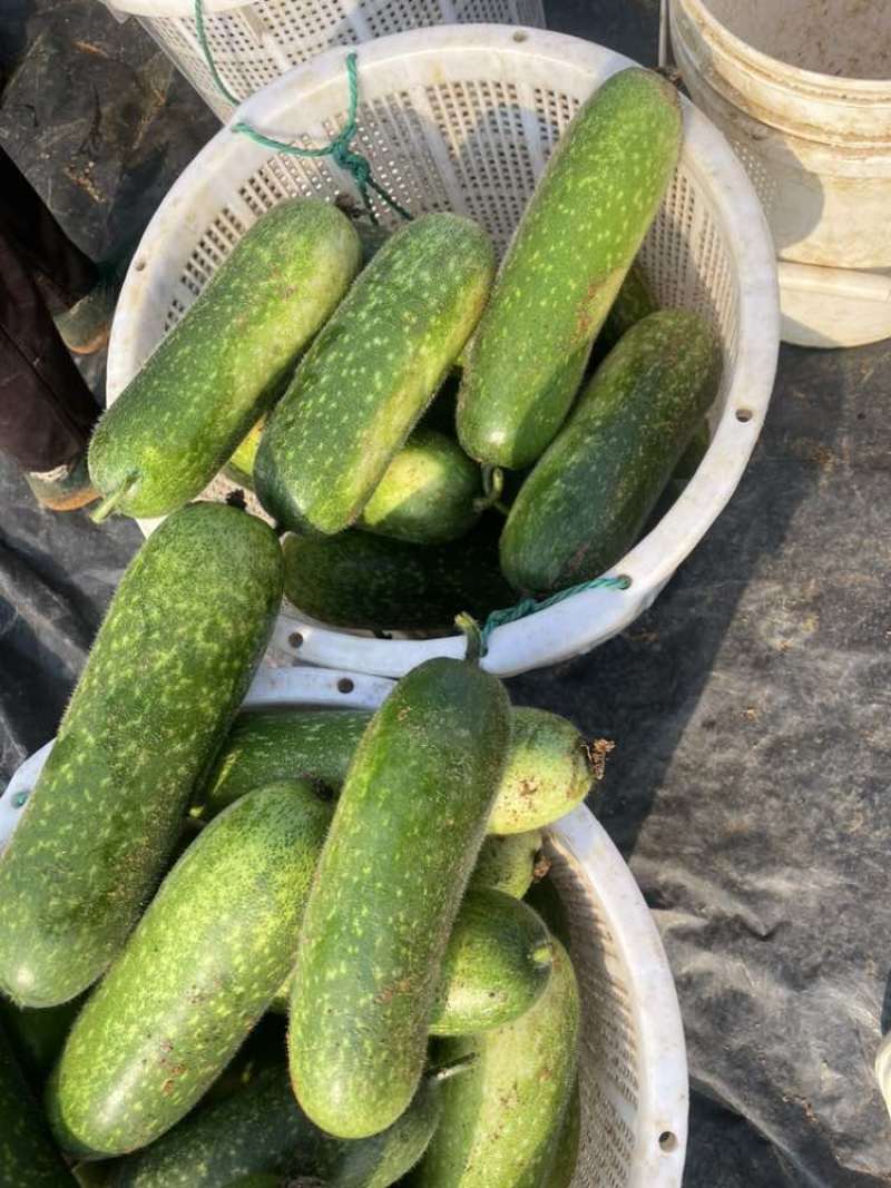 广西毛结瓜大量上市，需要的老板快快