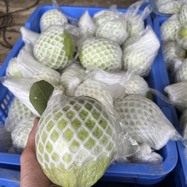 珍珠白番石榴