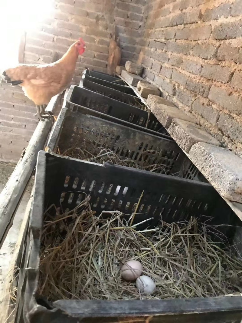 韶关始兴走地鸡溜达鸡农户自养正宗土鸡可视频看货