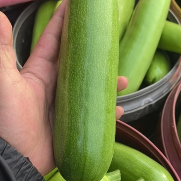 西葫芦