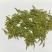 龙井茶