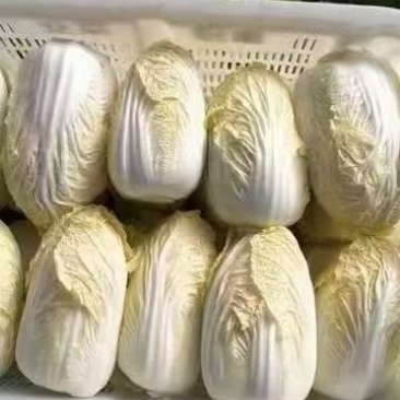 云南陆良出售精品黄心大娃娃菜180000棵，欢迎来电13
