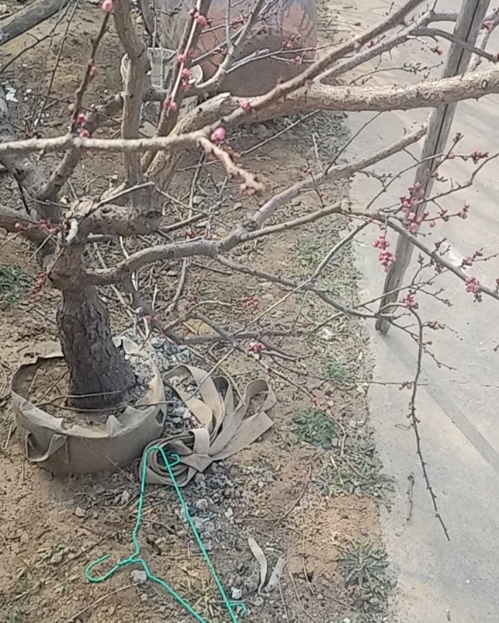 盆栽杏树苹果树