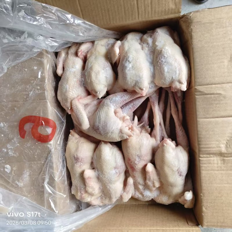 一级老母鸡8-9-10只海澜灰全净膛去双管