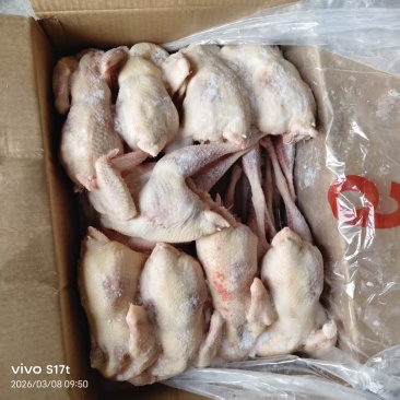 一级老母鸡8-9-10只海澜灰全净膛去双管