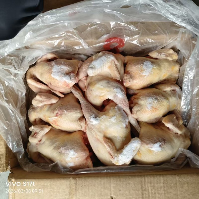 一级老母鸡8-9-10只海澜灰全净膛去双管