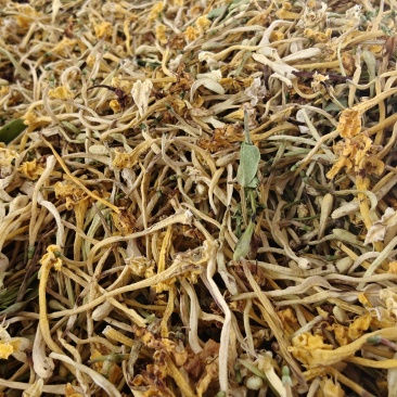 云南省玉溪市野生金银花