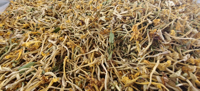 云南省玉溪市野生金银花