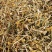 云南省玉溪市野生金银花