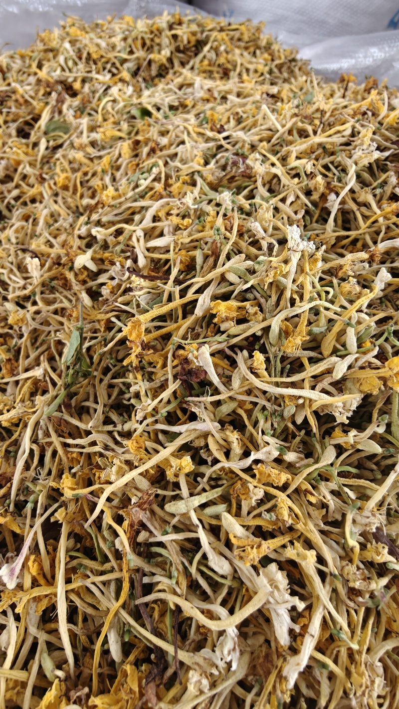 云南省玉溪市野生金银花