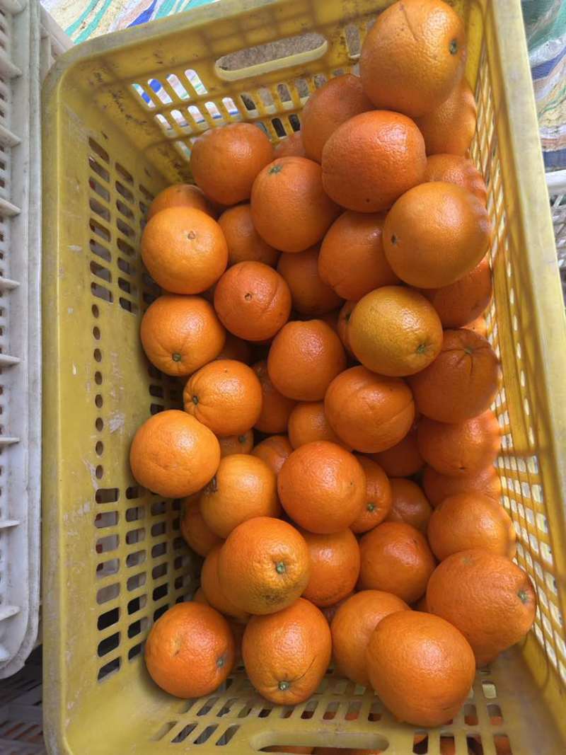 果冻橙，中华红橙
