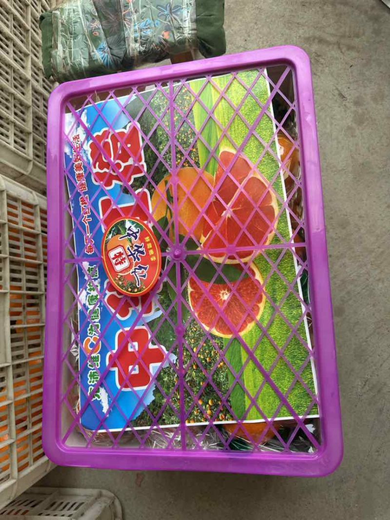 果冻橙，中华红橙