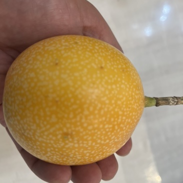 云南版纳热情果！来自哥伦比亚热带水果。