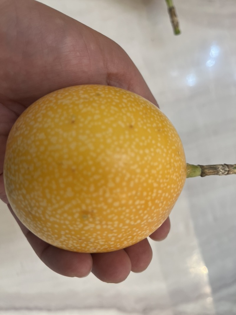 云南版纳热情果！来自哥伦比亚热带水果。