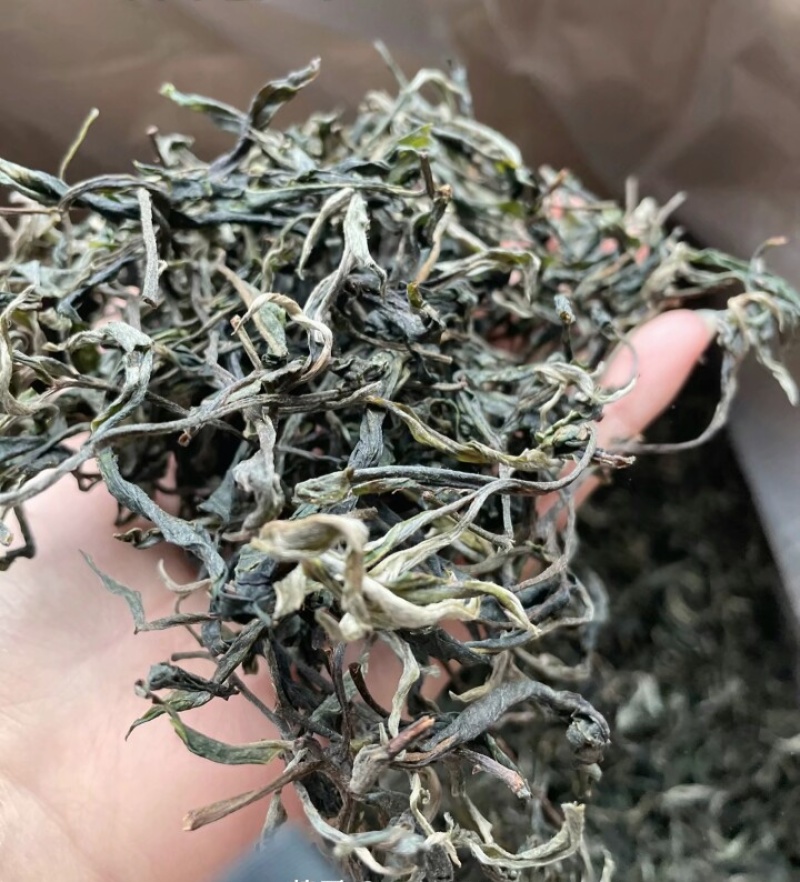 大雪山古树茶