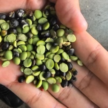 黑豆熟黑豆青仁黄仁青芯大粒中粒小粒规格齐全