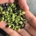 黑豆熟黑豆青仁黄仁青芯大粒中粒小粒规格齐全