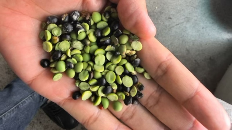 黑豆熟黑豆青仁黄仁青芯大粒中粒小粒规格齐全