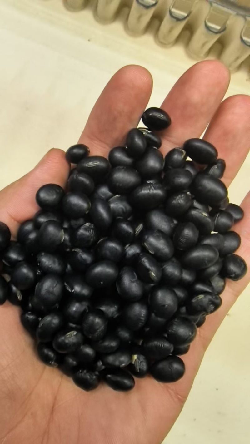 黑豆熟黑豆青仁黄仁青芯大粒中粒小粒规格齐全