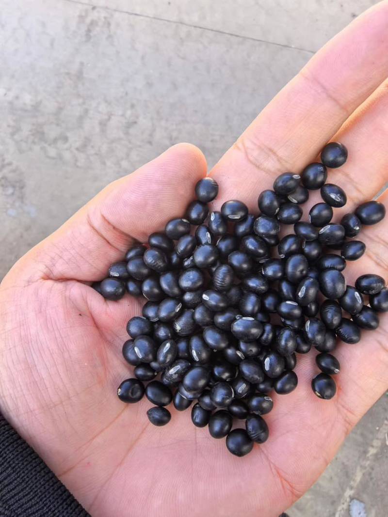 黑豆熟黑豆青仁黄仁青芯大粒中粒小粒规格齐全