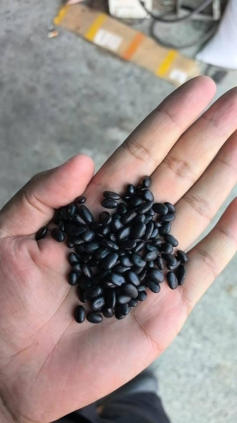 黑豆熟黑豆青仁黄仁青芯大粒中粒小粒规格齐全