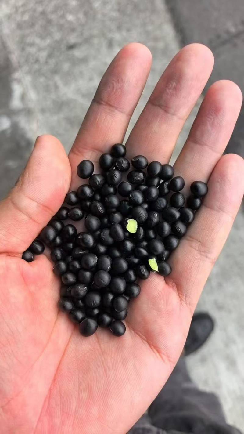 黑豆熟黑豆青仁黄仁青芯大粒中粒小粒规格齐全