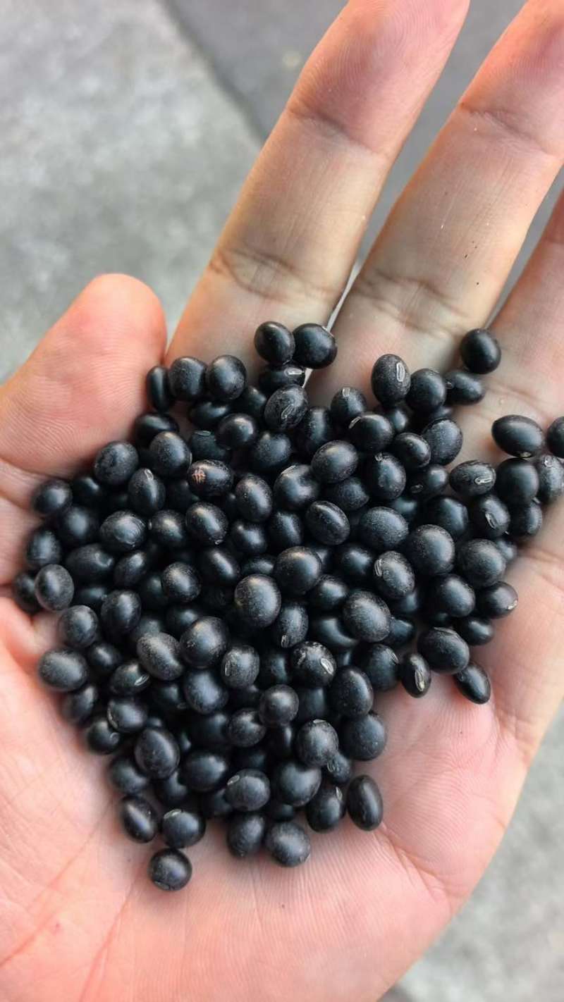 黑豆熟黑豆青仁黄仁青芯大粒中粒小粒规格齐全