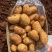 鲜挖土豆