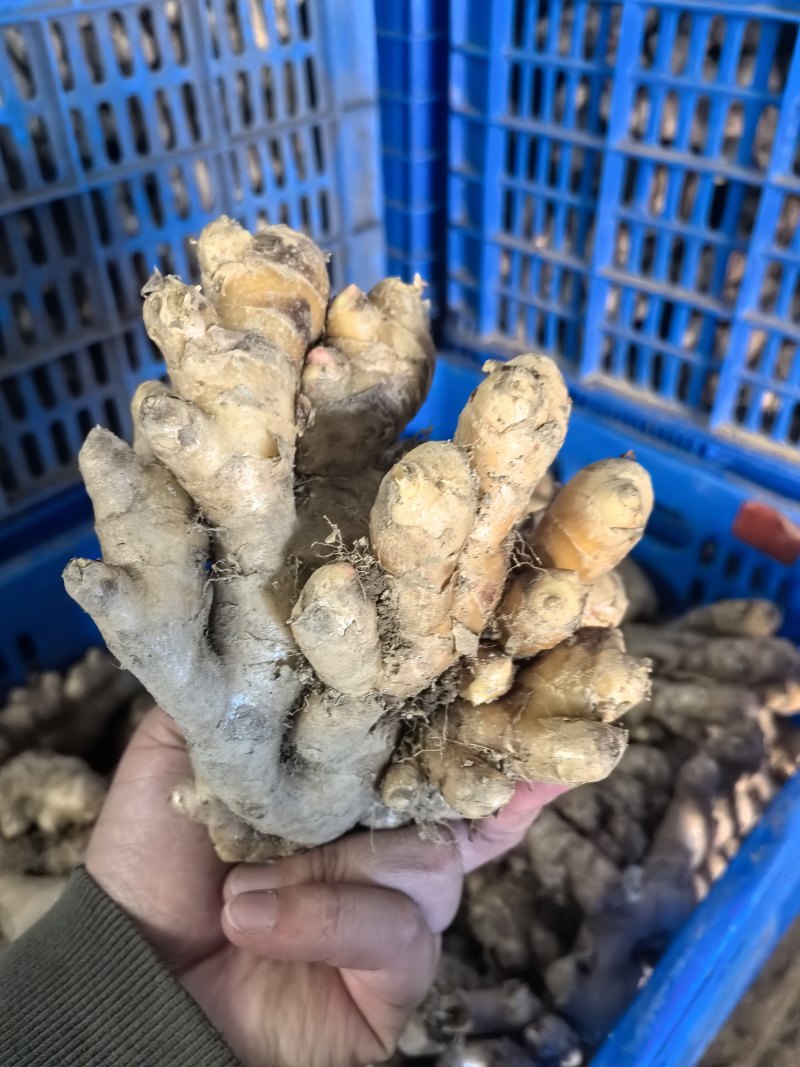 老香姜