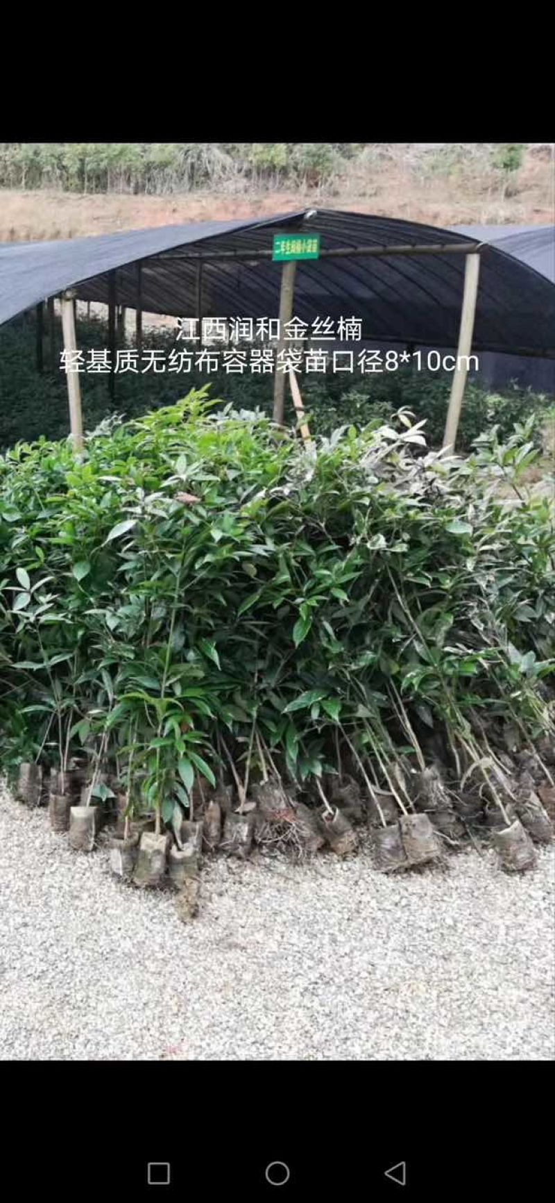 闽楠，桢楠，金丝楠，楠木，金丝楠木