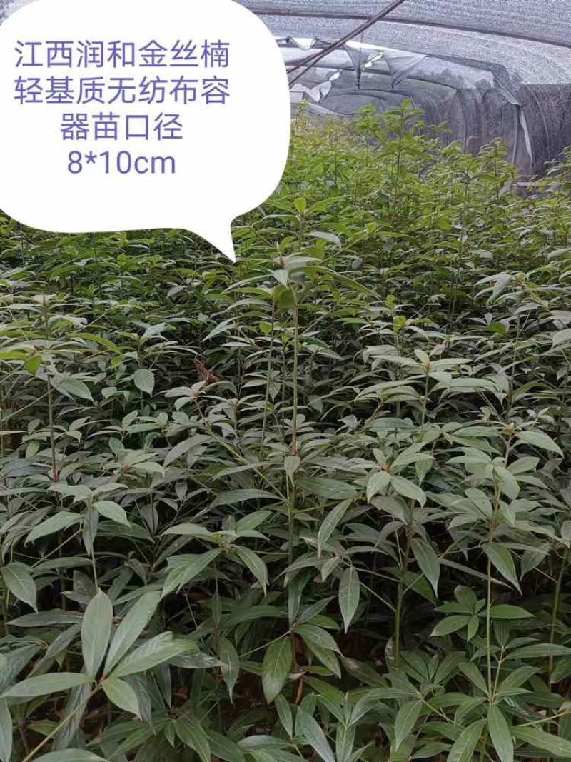 闽楠，桢楠，金丝楠，楠木，金丝楠木