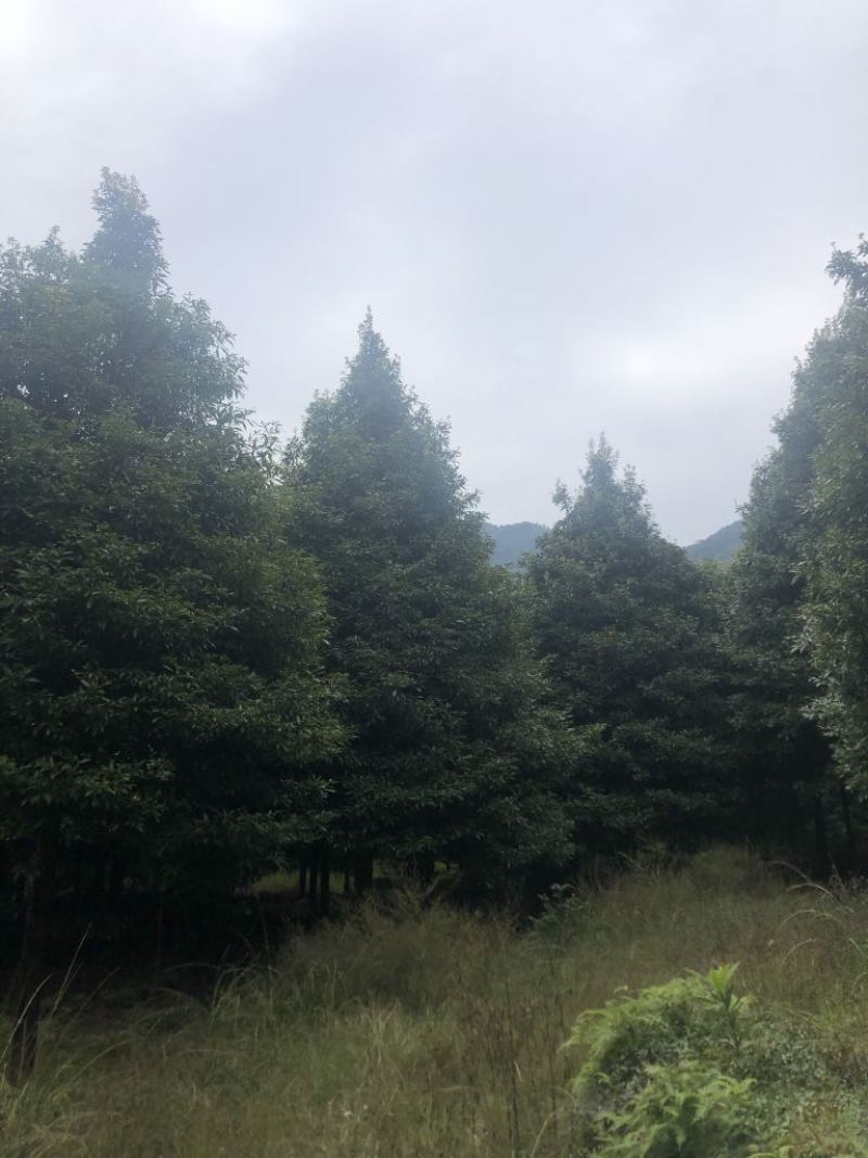 闽楠，桢楠，金丝楠，楠木，金丝楠木