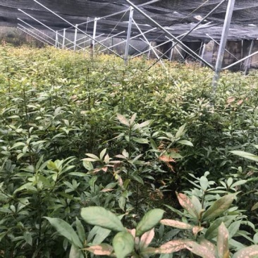 闽楠，桢楠，金丝楠，楠木，金丝楠木