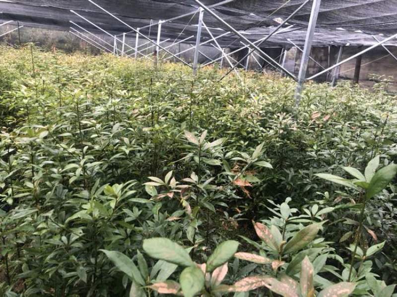 闽楠，桢楠，金丝楠，楠木，金丝楠木