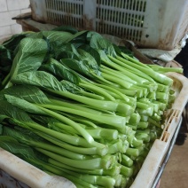 云南菜心