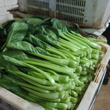 云南菜心
