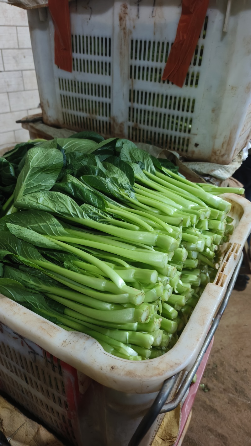 云南菜心
