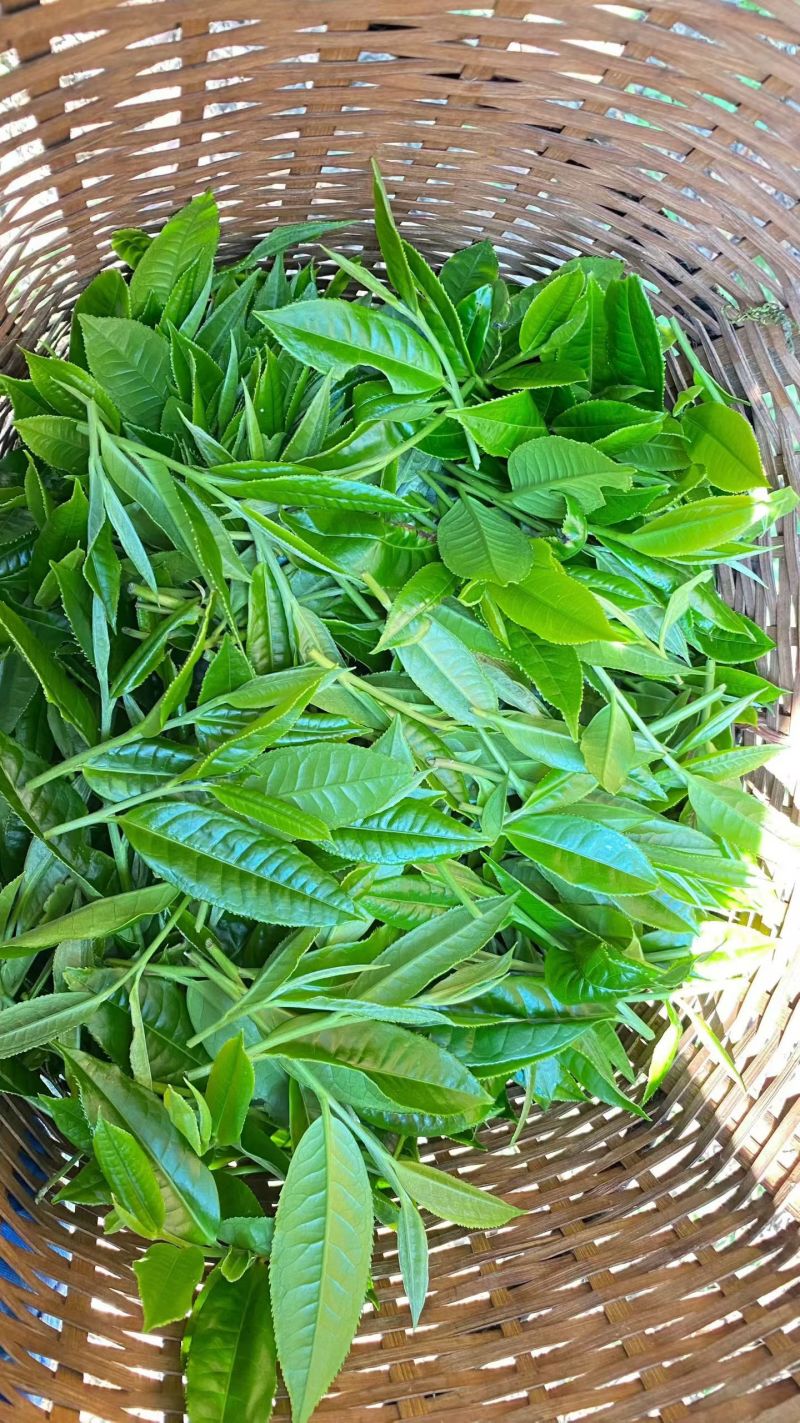 云南高山绿茶